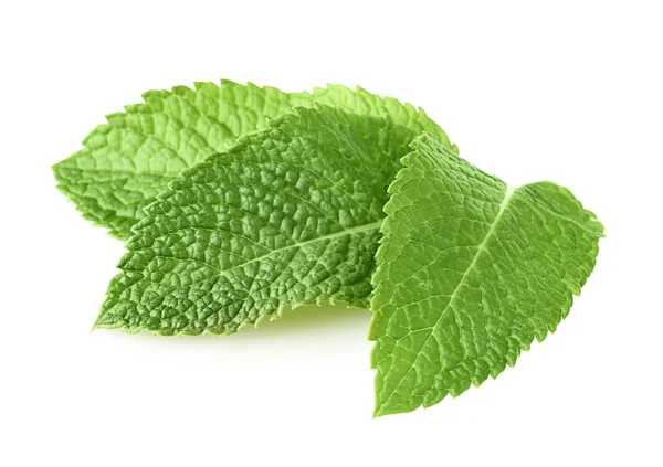 Taze nane yaprakları