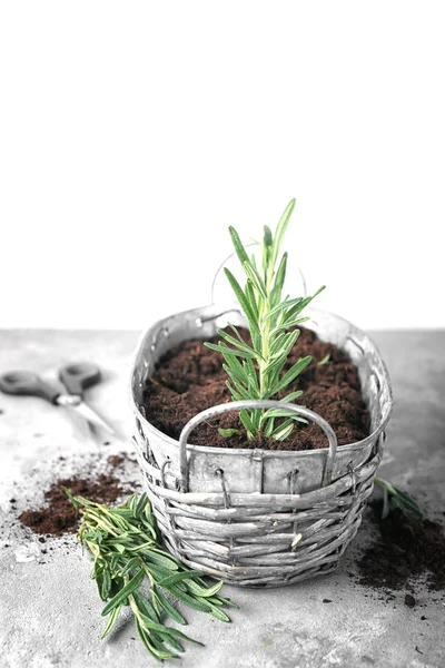 Planta de alecrim em vaso — Fotografia de Stock