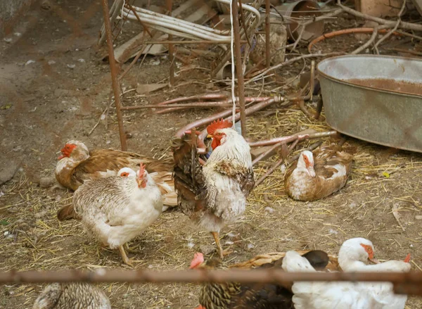 Kümes hayvanları bahçesinde kuşlar çiftlikte