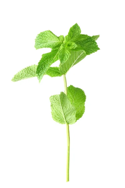 Fresh mint leaves — Stock Photo, Image