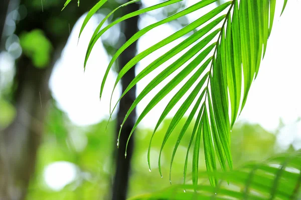 Folha de planta tropical verde no parque — Fotografia de Stock