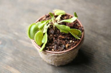 Dionaea muscipula in pot 