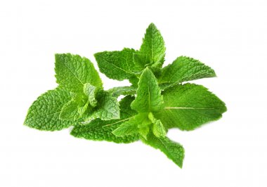 Taze nane yaprakları 