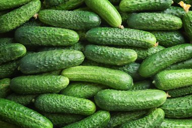 Olgun taze salatalık 