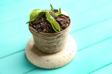 Dionaea muscipula in pot 