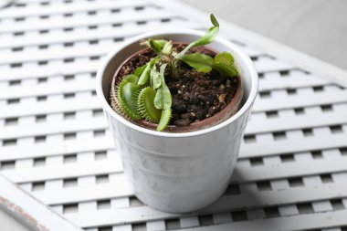 Dionaea muscipula in pot 
