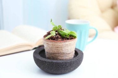 Dionaea muscipula in pot 