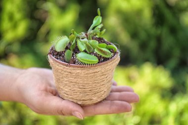 Pot ile Dionaea muscipula bulanık doğal zemin üzerinde tutan kadın
