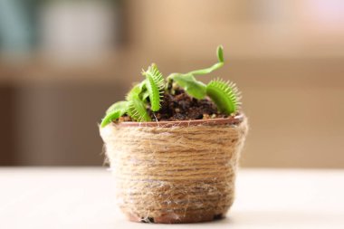 Dionaea muscipula in pot 