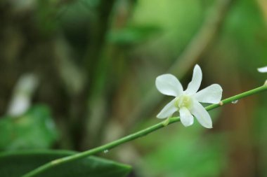 güzel tropikal çiçek 
