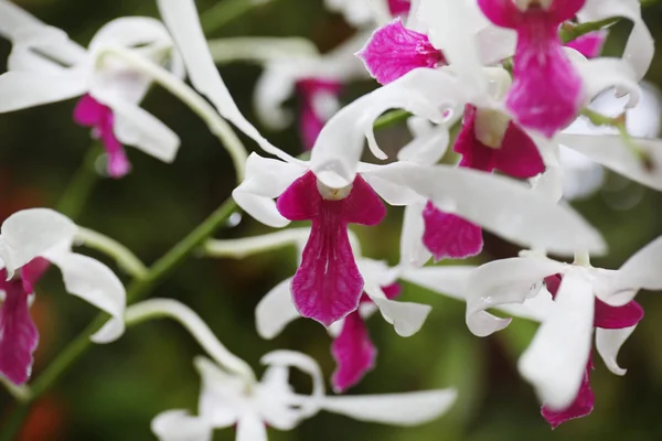 Hermosas flores tropicales —  Fotos de Stock