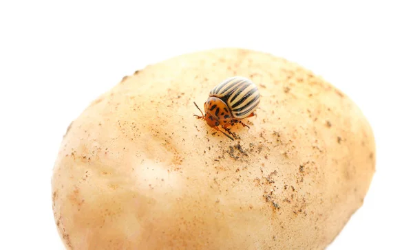 科罗拉多甲虫和马铃薯 — 图库照片
