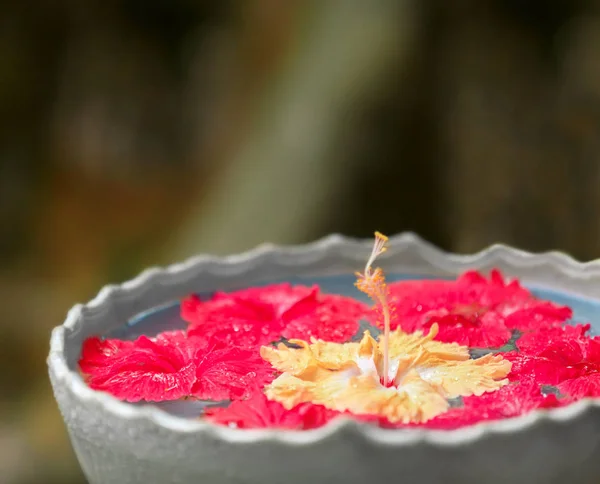 Schale mit Wasser und tropischen Blumen — Stockfoto