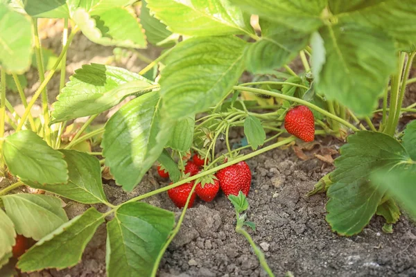 나무 딸기 식물의 — 스톡 사진