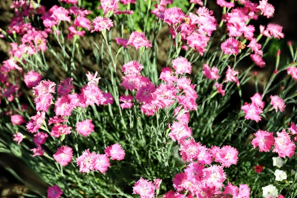 Bush con hermosas flores en el jardín en el día soleado —  Fotos de Stock