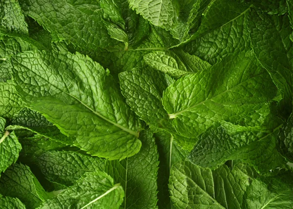 Daun mint segar — Stok Foto