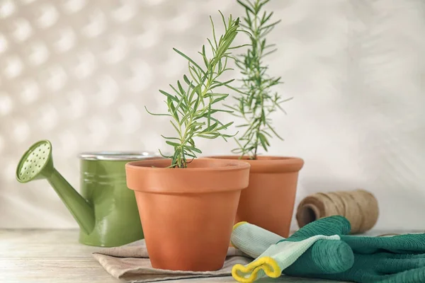 Rosemary tanaman dalam pot — Stok Foto