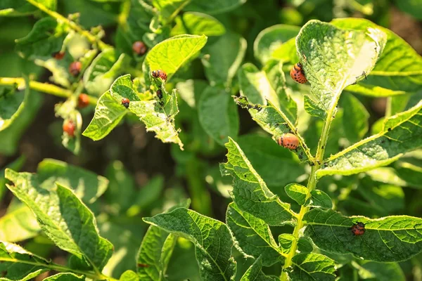 Larvas de escarabajo de Colorado en planta de papa — Foto de Stock