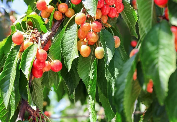 Bayas de cereza dulce en las ramas en el jardín en el día soleado — Foto de Stock