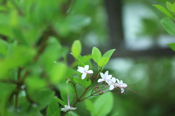 Vackra tropiska blommor — Stockfoto