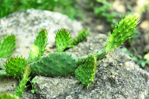 Hermoso cactus sobre piedras en el jardín — Foto de Stock