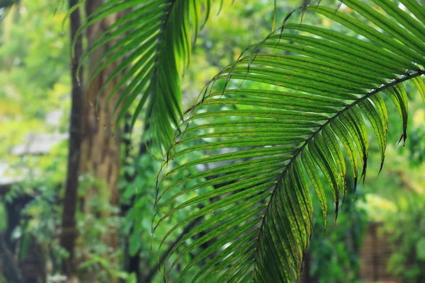 Folha de planta tropical verde ao ar livre — Fotografia de Stock