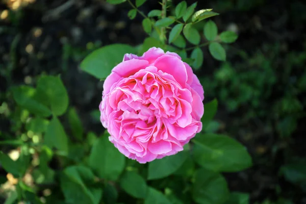 Mooie bloem in tuin — Stockfoto
