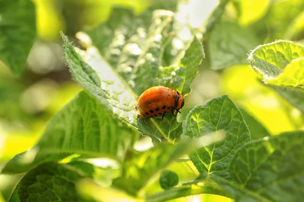 Patates bitki üzerinde Colorado Böcek larvası