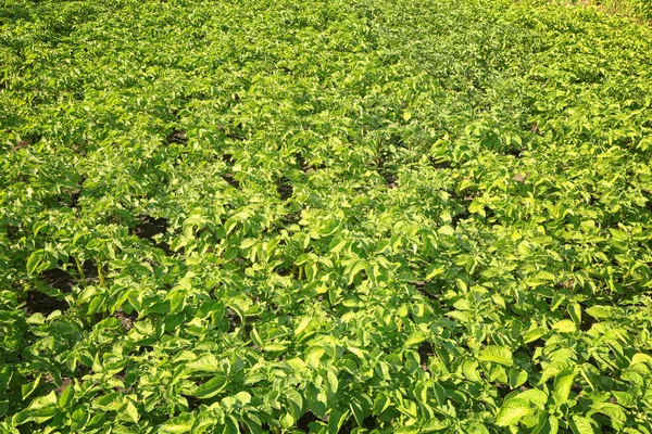 Güneşli alan çalıların patates