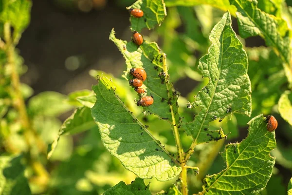 Larva di scarabeo del Colorado sulla pianta di patate — Foto Stock