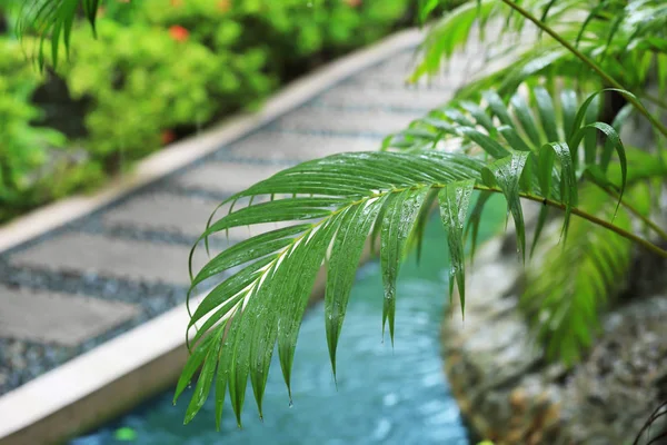 Foglia di verde pianta tropicale in parco — Foto Stock