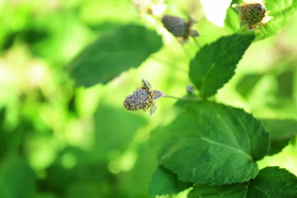 Unripe raspberries on bush with fresh green leaves — Stock Photo, Image