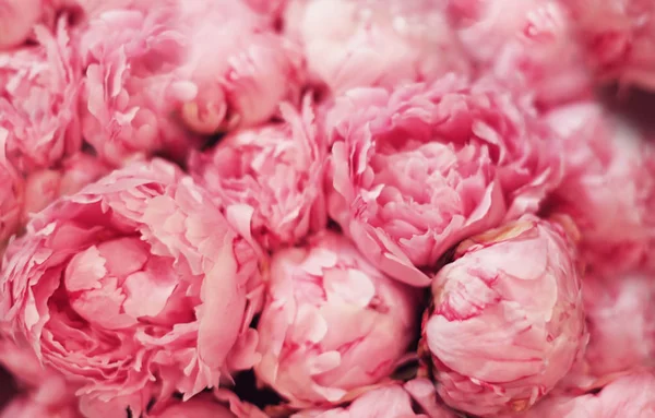 Belles pivoines roses, gros plan — Photo