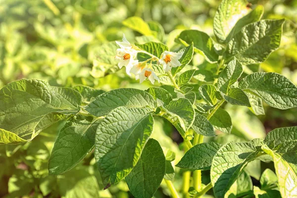 Blooming potato plant in field on sunny day — Stock Photo, Image