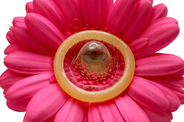 Contraception concept. Condom on flower, closeup — Stock Image Contraception concept. Condom on flower, closeup Royalty Free Stock Images