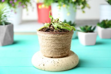 Dionaea muscipula in pot 