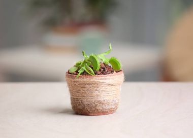 Dionaea muscipula in pot 