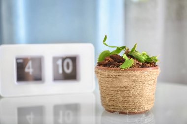 Dionaea muscipula in pot 