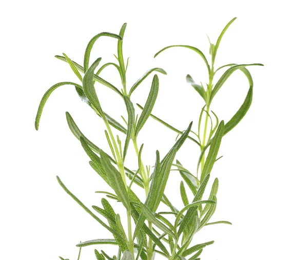 Φυτό φρέσκο δεντρολίβανο — Φωτογραφία Αρχείου
