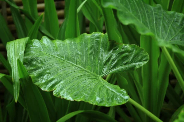 Зеленые тропические растения — стоковое фото