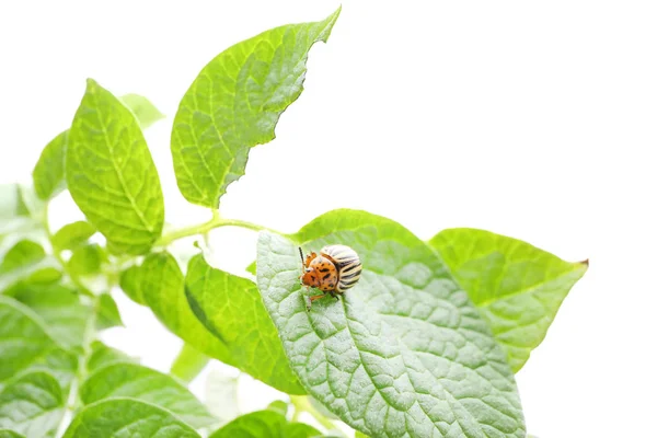 Kolorado-Käfer und Pflanze — Stockfoto