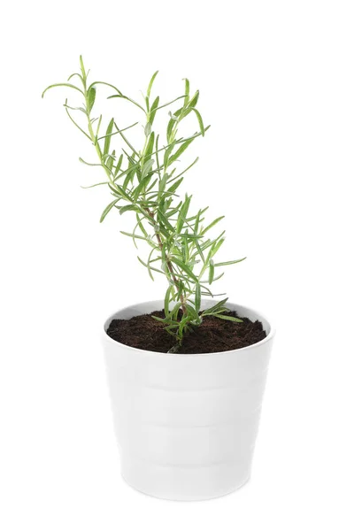 Planta de alecrim em vaso — Fotografia de Stock