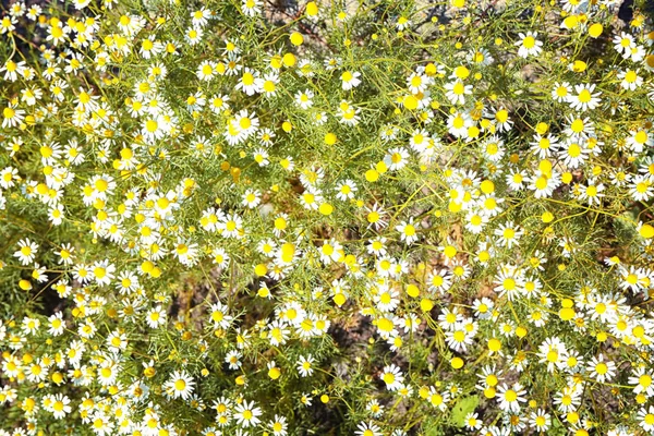 Hermoso campo de flores de manzanilla —  Fotos de Stock