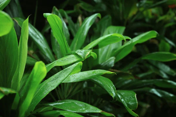 Φύλλα πράσινο τροπικό φυτό σε εξωτερικούς χώρους — Φωτογραφία Αρχείου