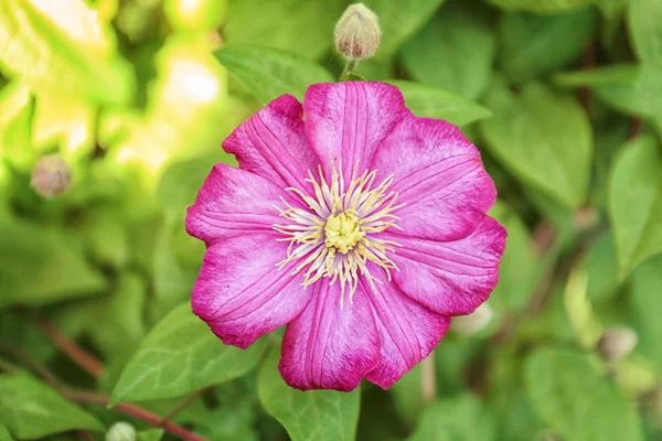 Beautiful flower in garden — Stock Photo, Image