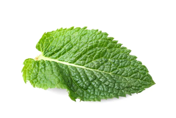 Hoja de menta fresca — Foto de Stock