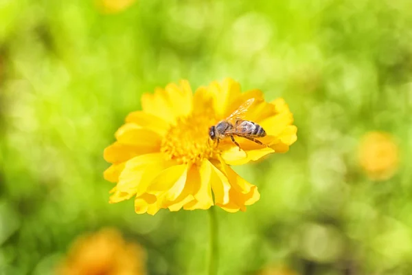 Abeille à miel recueillant le pollen de la fleur sur fond flou — Photo