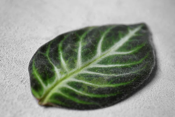 Hoja verde sobre fondo gris — Foto de Stock