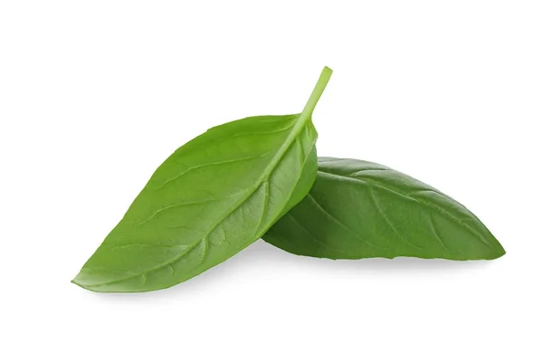 Зеленые листья базилика — стоковое фото