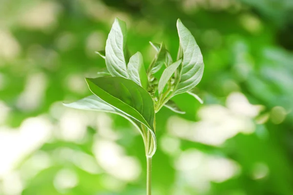 Fresh basil plant — Stock Photo, Image